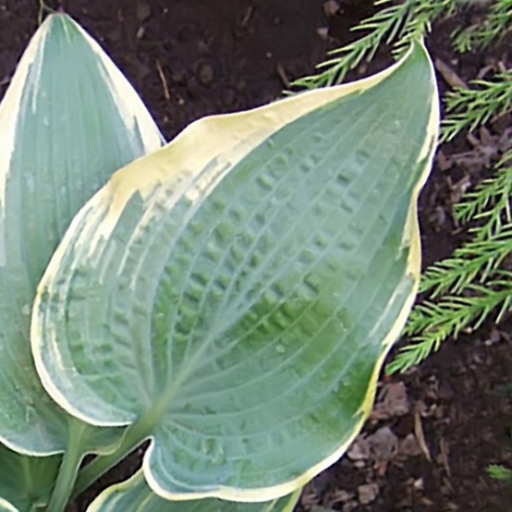 Hosta / Melsvė ALLIGATOR SHOES