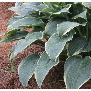 Hosta / Melsvė ALLIGATOR SHOES