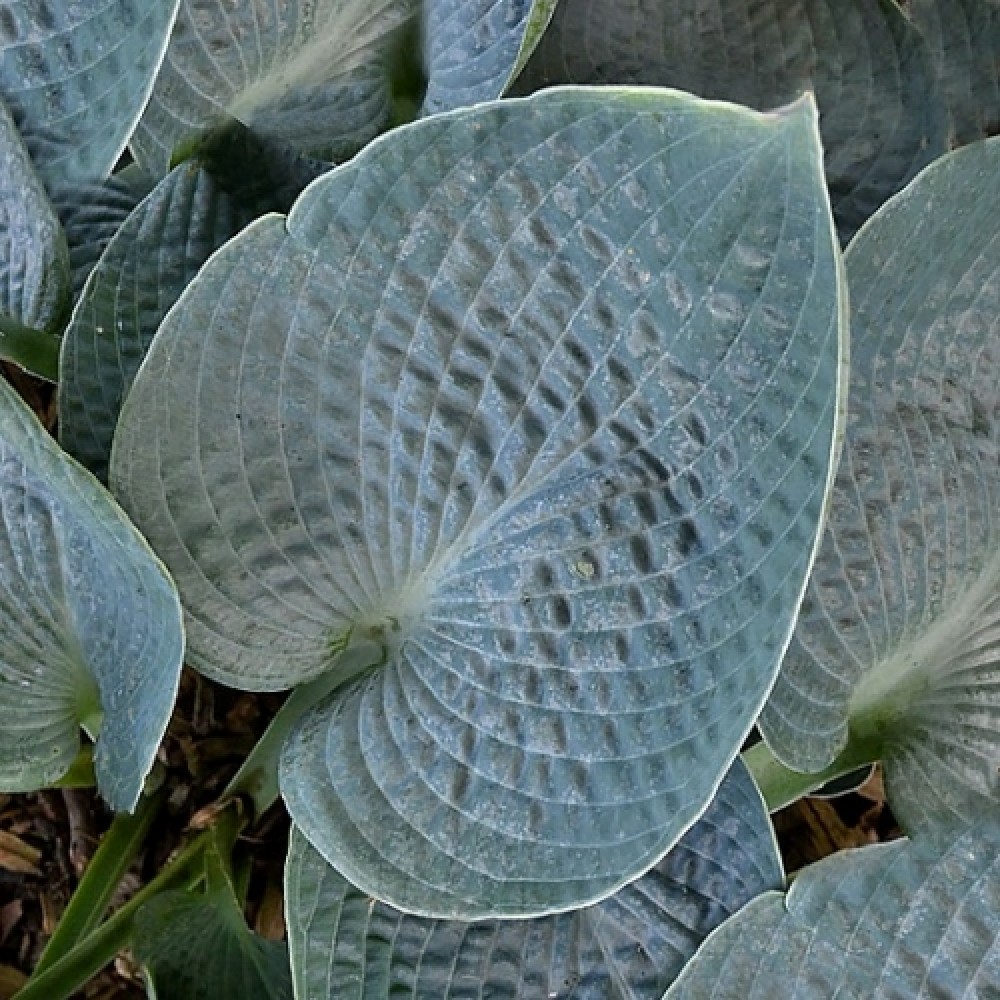 Hosta / Melsvė BLUE PLATE SPECIAL