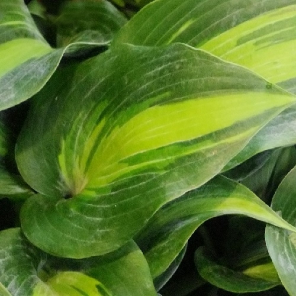 Hosta / Melsvė CATHERINE