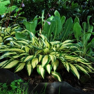 Hosta / Melsvė CHERRY BERRY
