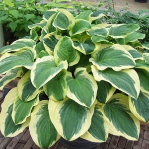Hosta / Melsvė DIANA REMEMBERED