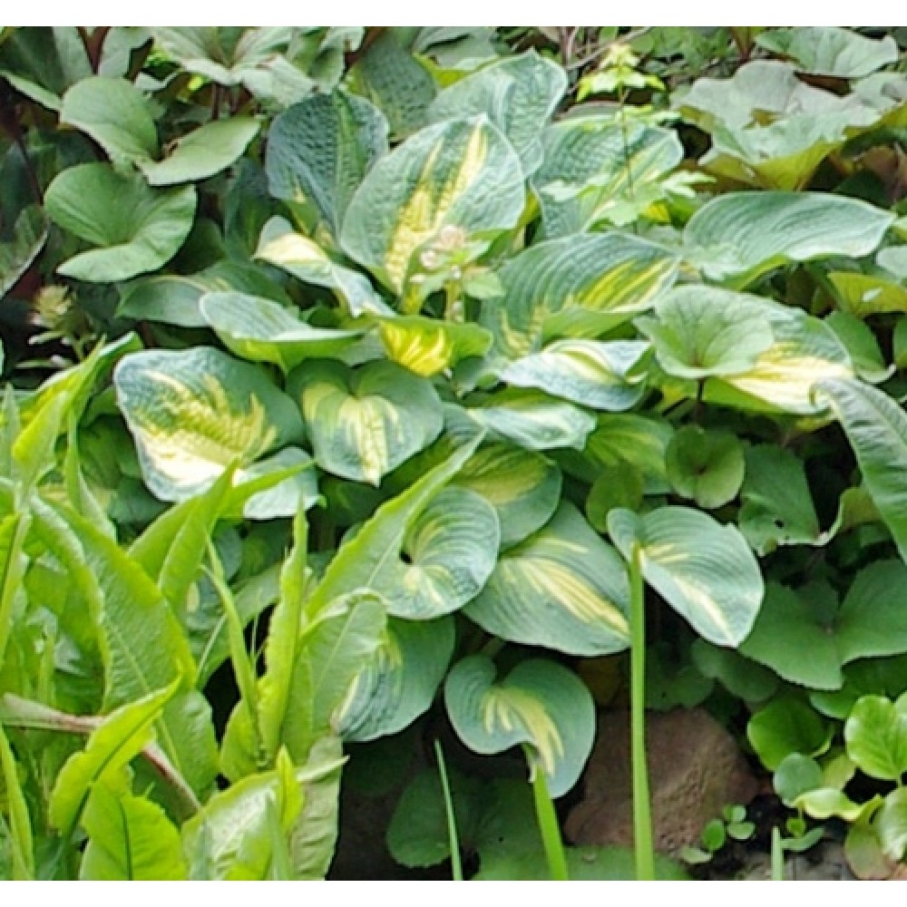 Hosta / Melsvė DIANA REMEMBERED