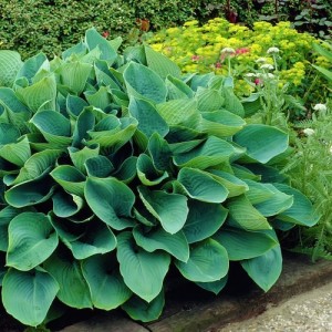 Hosta / Melsvė ELEGANS