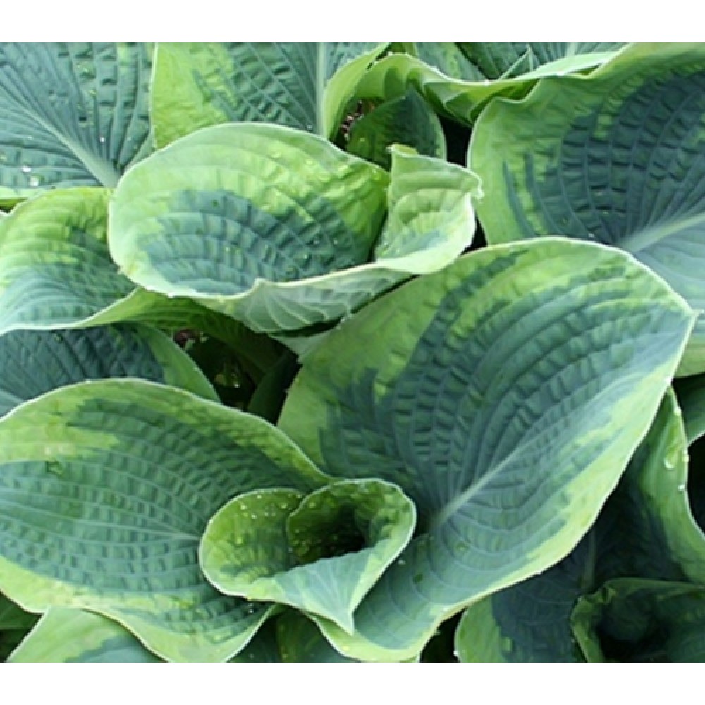 Hosta / Melsvė FRANCES WILLIAMS