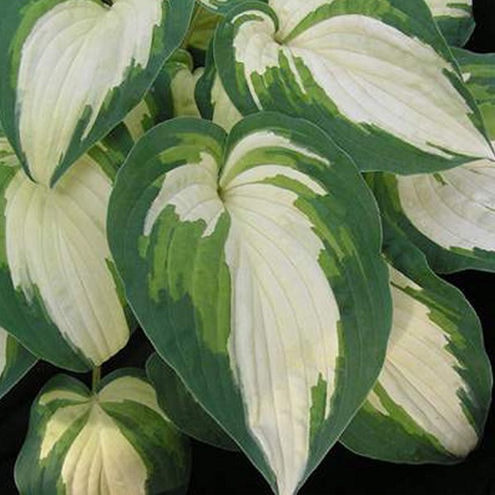 Hosta / Melsvė GHOSTMASTER