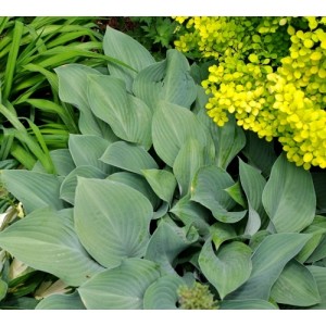 Hosta / Melsvė HALCYON