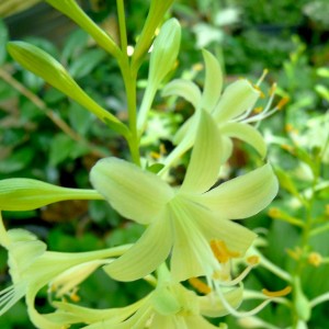 Hosta / Melsvė MIRACLE LEMONY