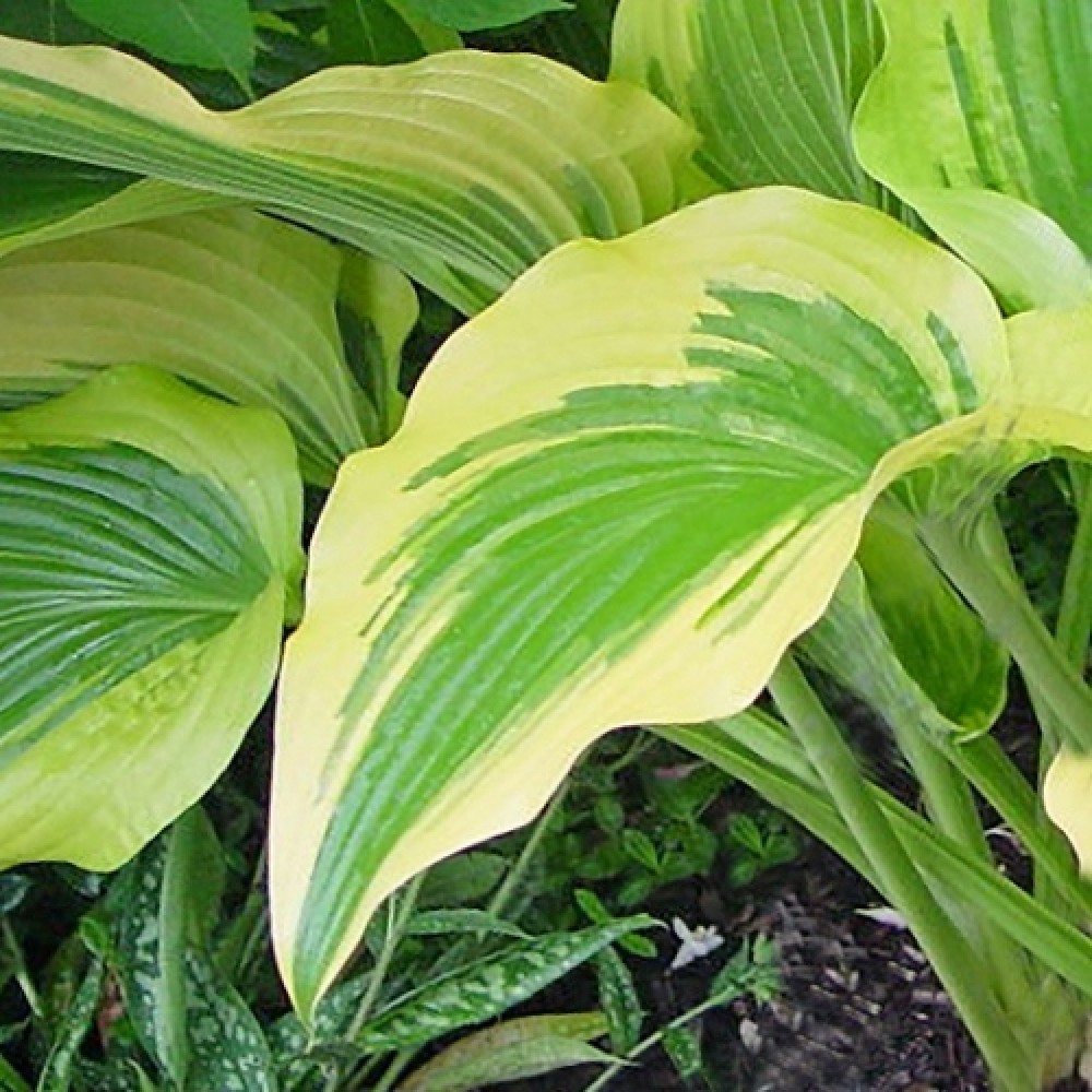 Hosta / Melsvė MONTANA AUREOMARGINATA