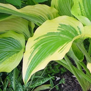Hosta / Melsvė MONTANA AUREOMARGINATA