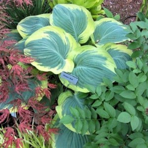 Hosta / Melsvė ORION'S BELT