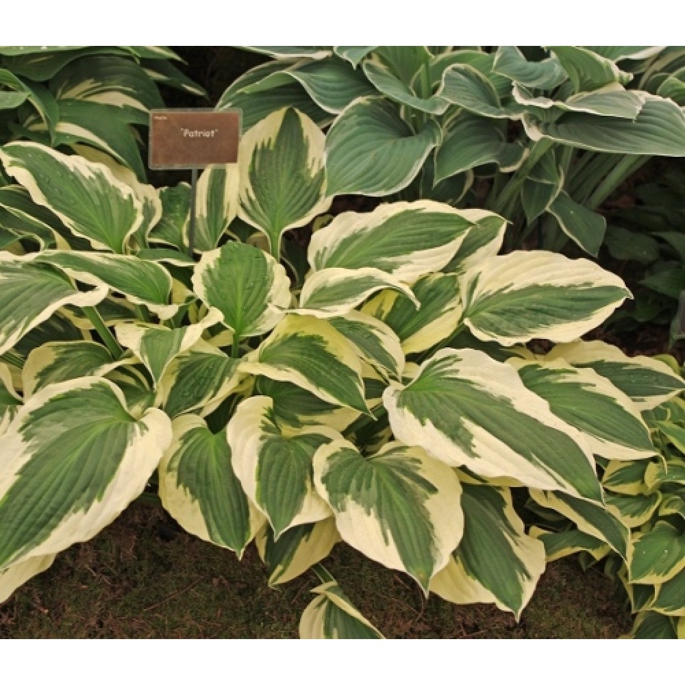 Hosta / Melsvė PATRIOT