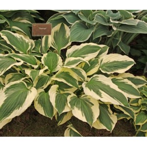 Hosta / Melsvė PATRIOT