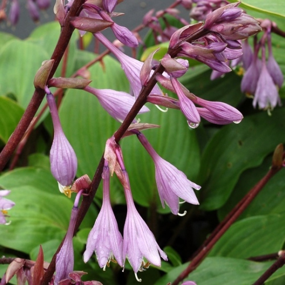 Hosta / Melsvė PURPLE HEART