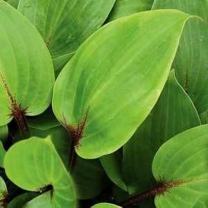 Hosta / Melsvė PURPLE HEART