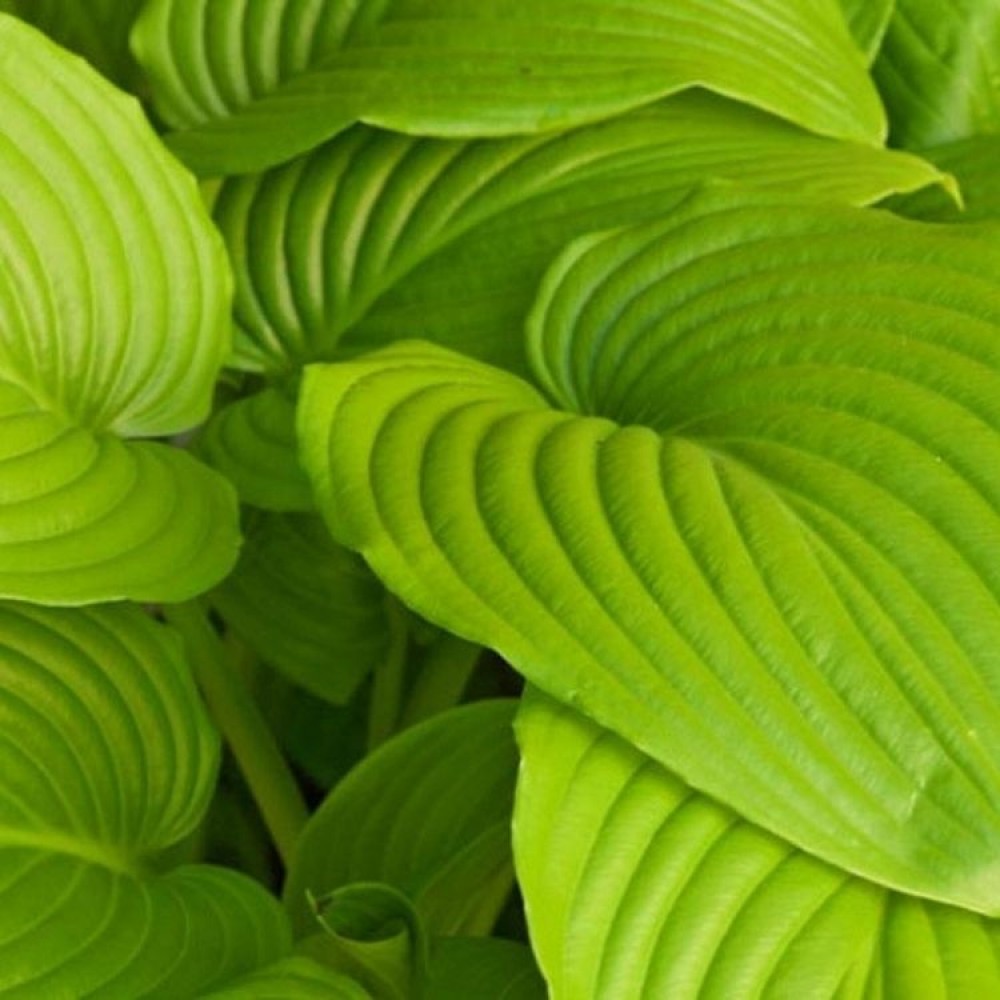 Hosta / Melsvė SUM AND SUBSTANCE