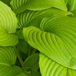 Hosta / Melsvė SUM AND SUBSTANCE