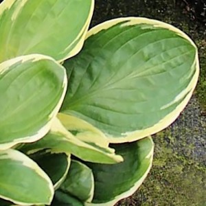 Hosta / Melsvė TEA AND CRUMPETS