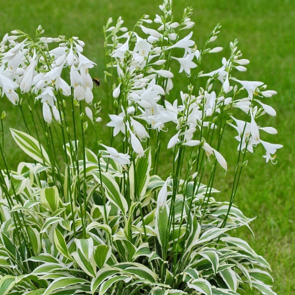 Hosta / Melsvė WHITE DOVE