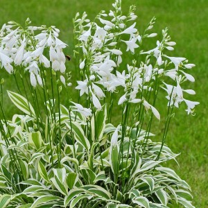 Hosta / Melsvė WHITE DOVE
