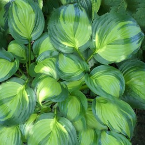Hosta / Melsvė ADORABLE