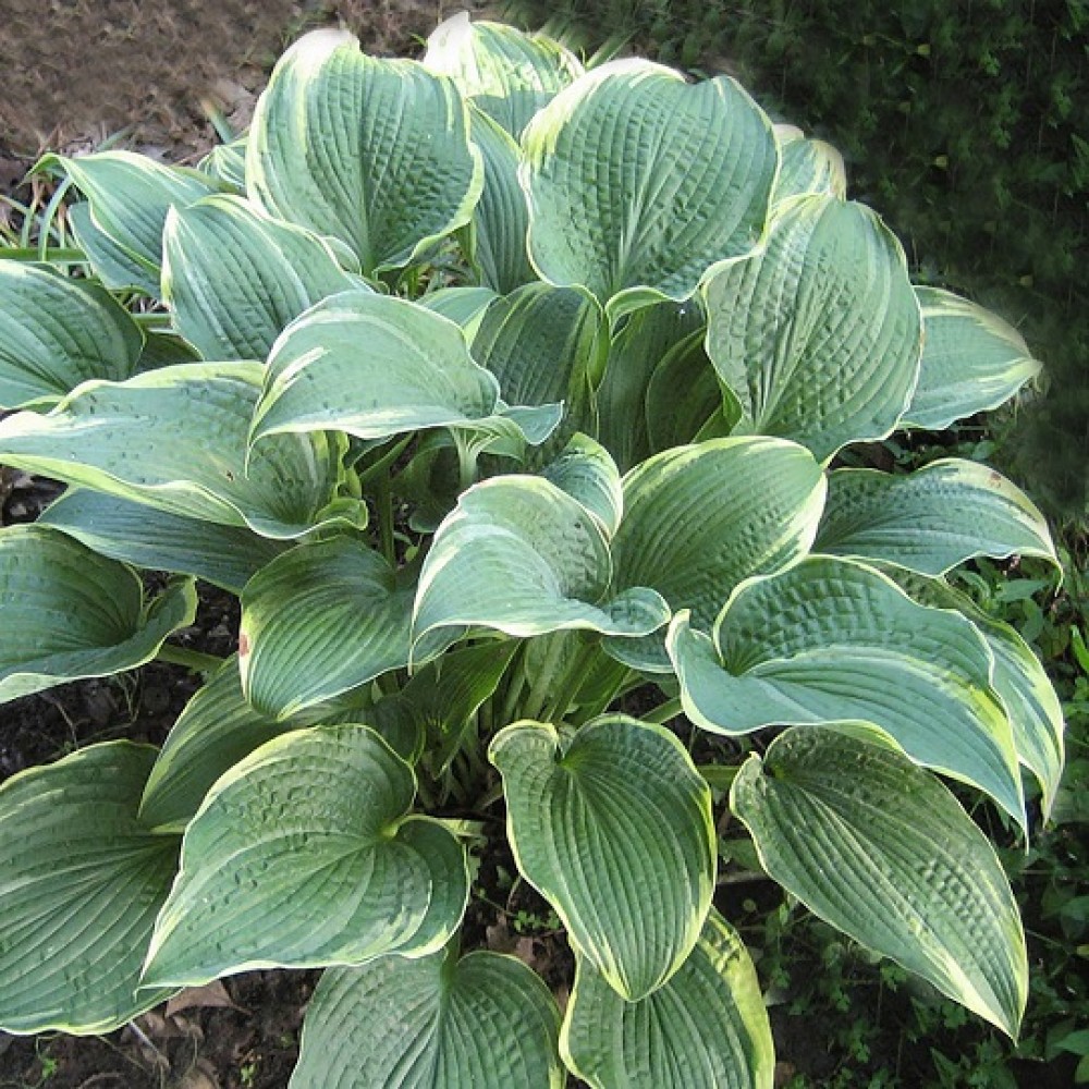 Hosta / Melsvė ALLIGATOR SHOES