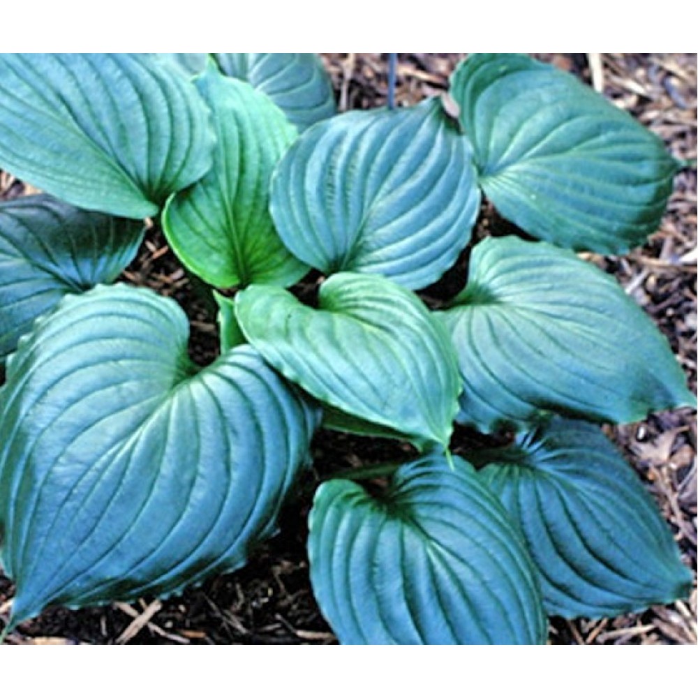 Hosta / Melsvė BLACK SATIN