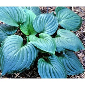 Hosta / Melsvė BLACK SATIN