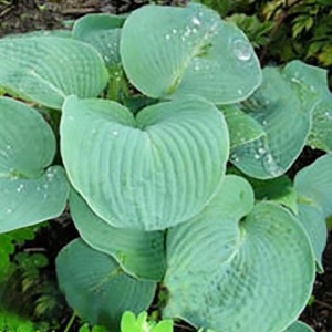 Hosta / Melsvė BLUE PLATE SPECIAL