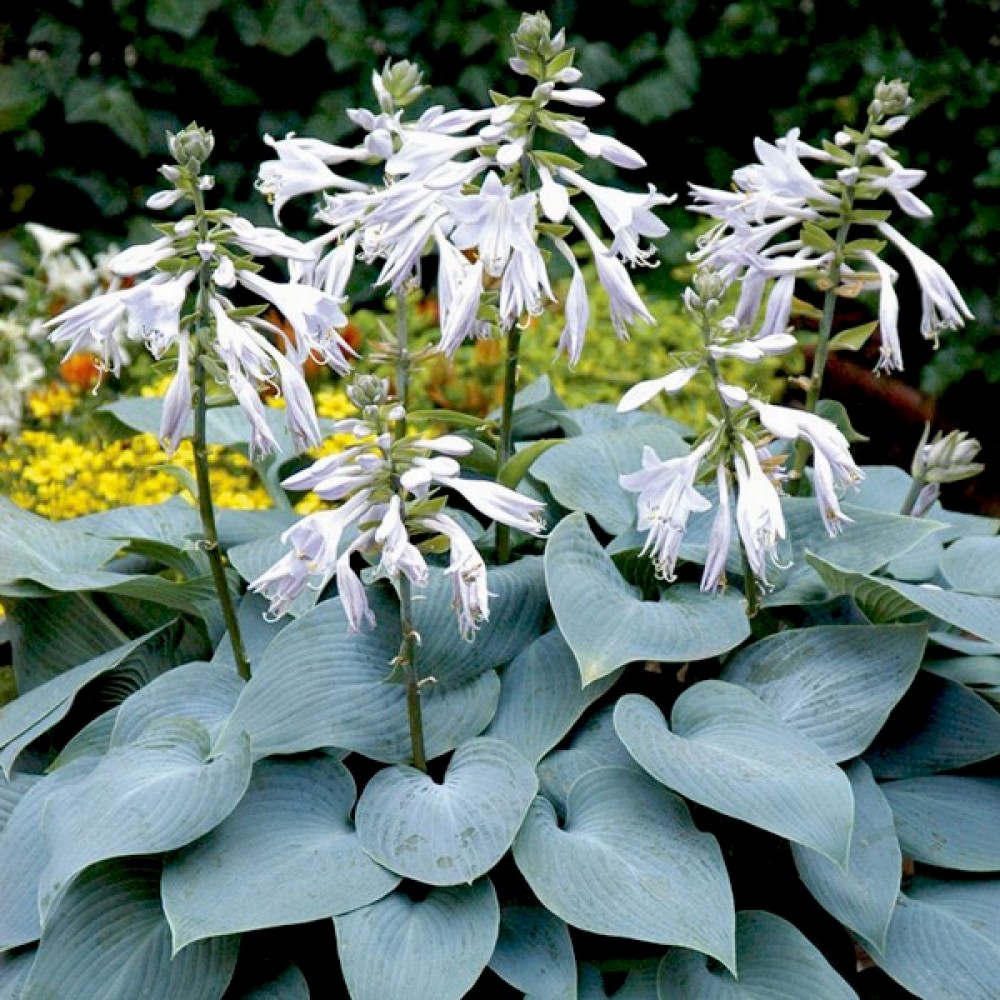 Hosta / Melsvė BULETT PROOF