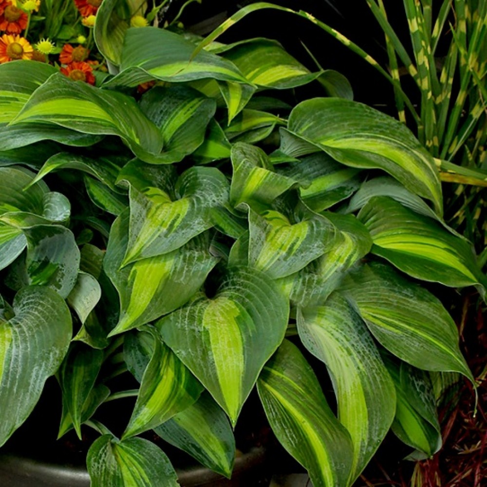 Hosta / Melsvė CATHERINE