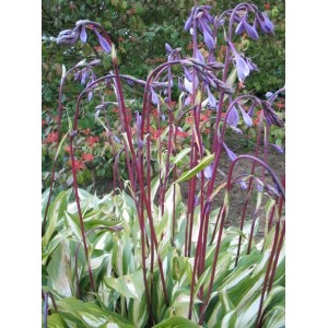 Hosta / Melsvė CHERRY BERRY