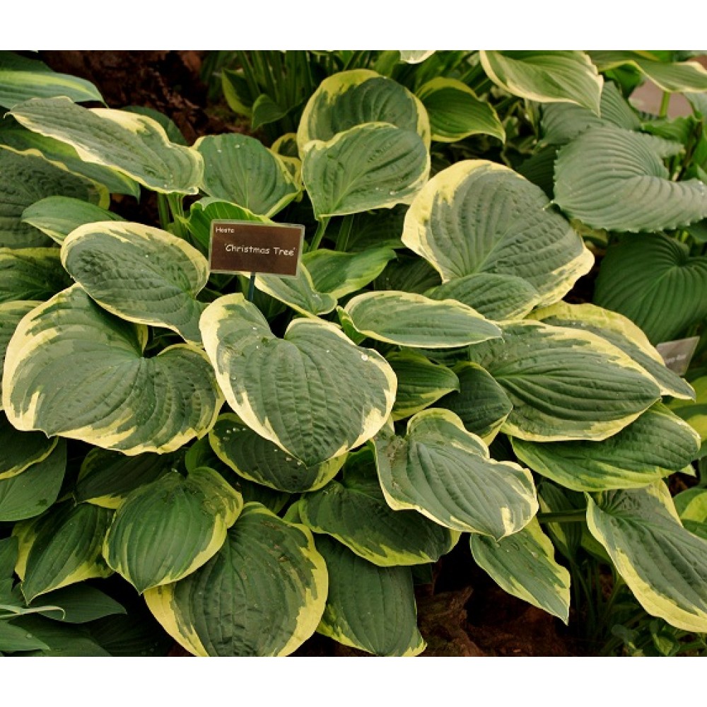 Hosta / Melsvė CHRISTMAS TREE
