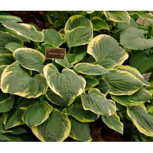 Hosta / Melsvė CHRISTMAS TREE