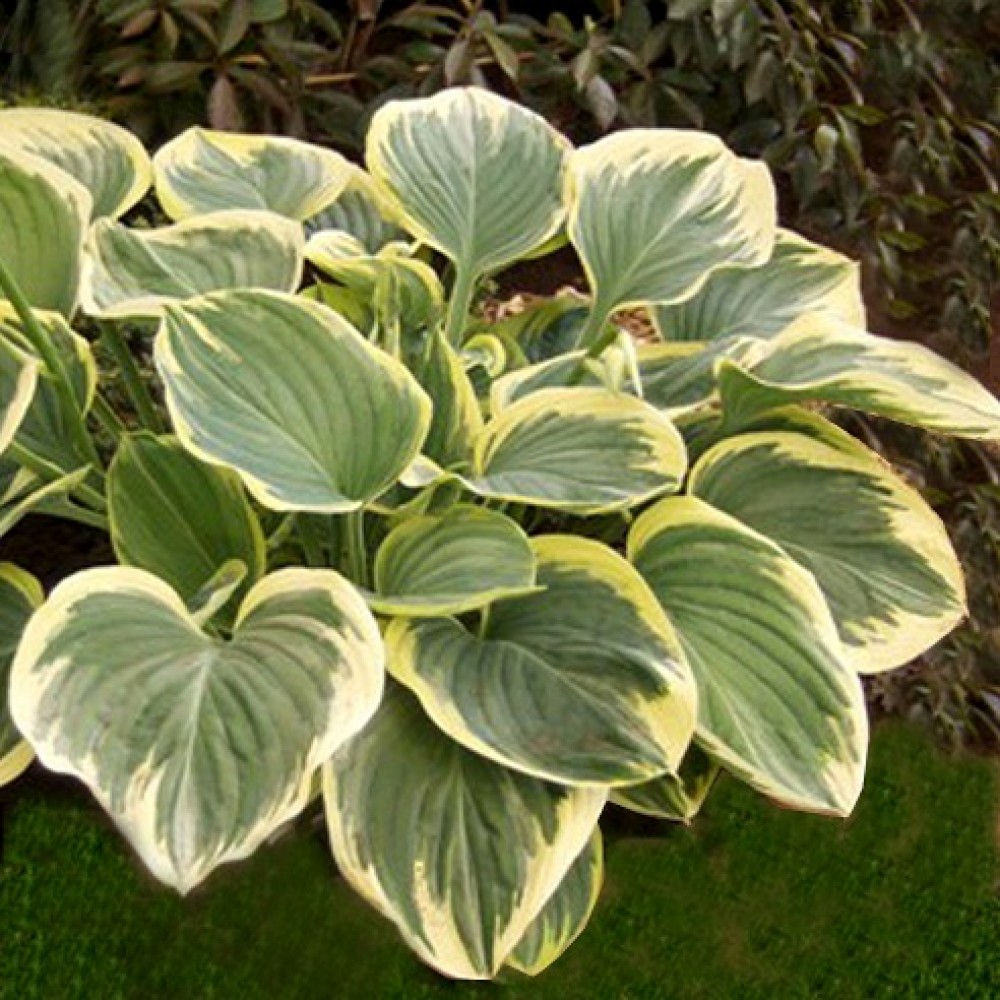 Hosta / Melsvė CLIFFORD'S FOREST FIRE