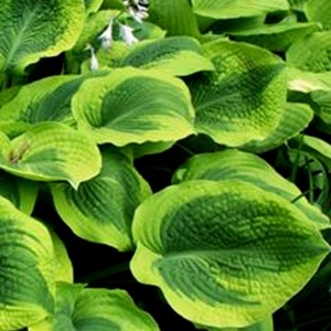 Hosta / Melsvė CLIMAX