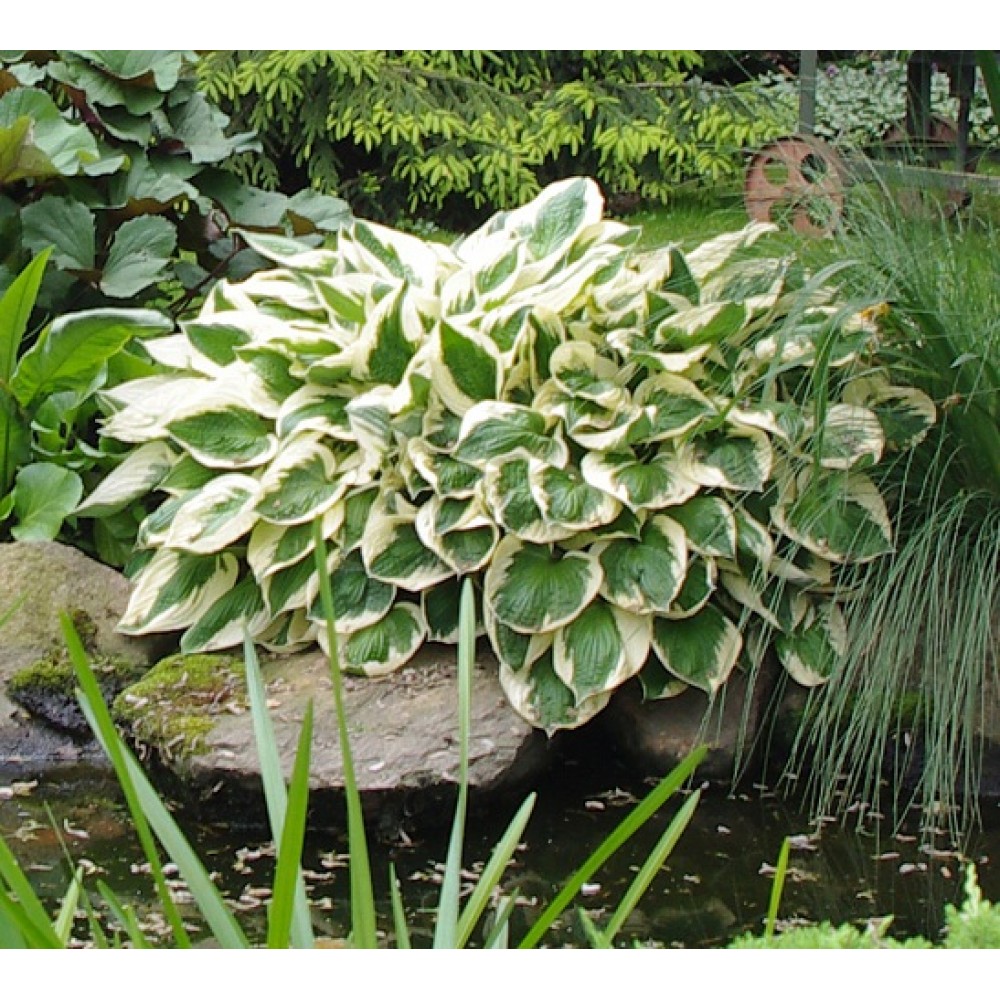 Hosta / Melsvė DIANA REMEMBERED