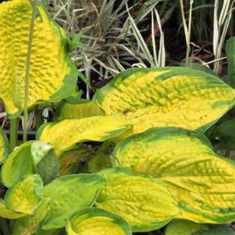 Hosta / Melsvė DICK WARD
