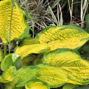 Hosta / Melsvė DICK WARD