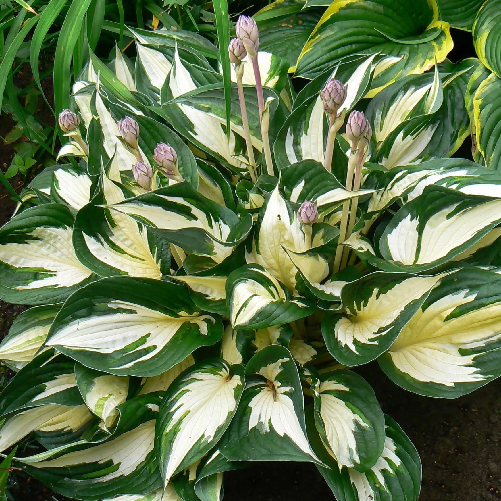 Hosta / Melsvė FIRE AND ICE