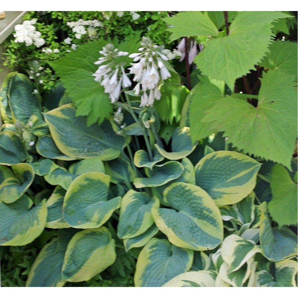 Hosta / Melsvė FRANCES WILLIAMS