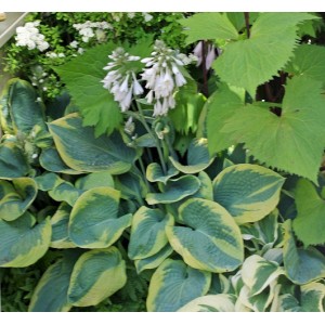 Hosta / Melsvė FRANCES WILLIAMS