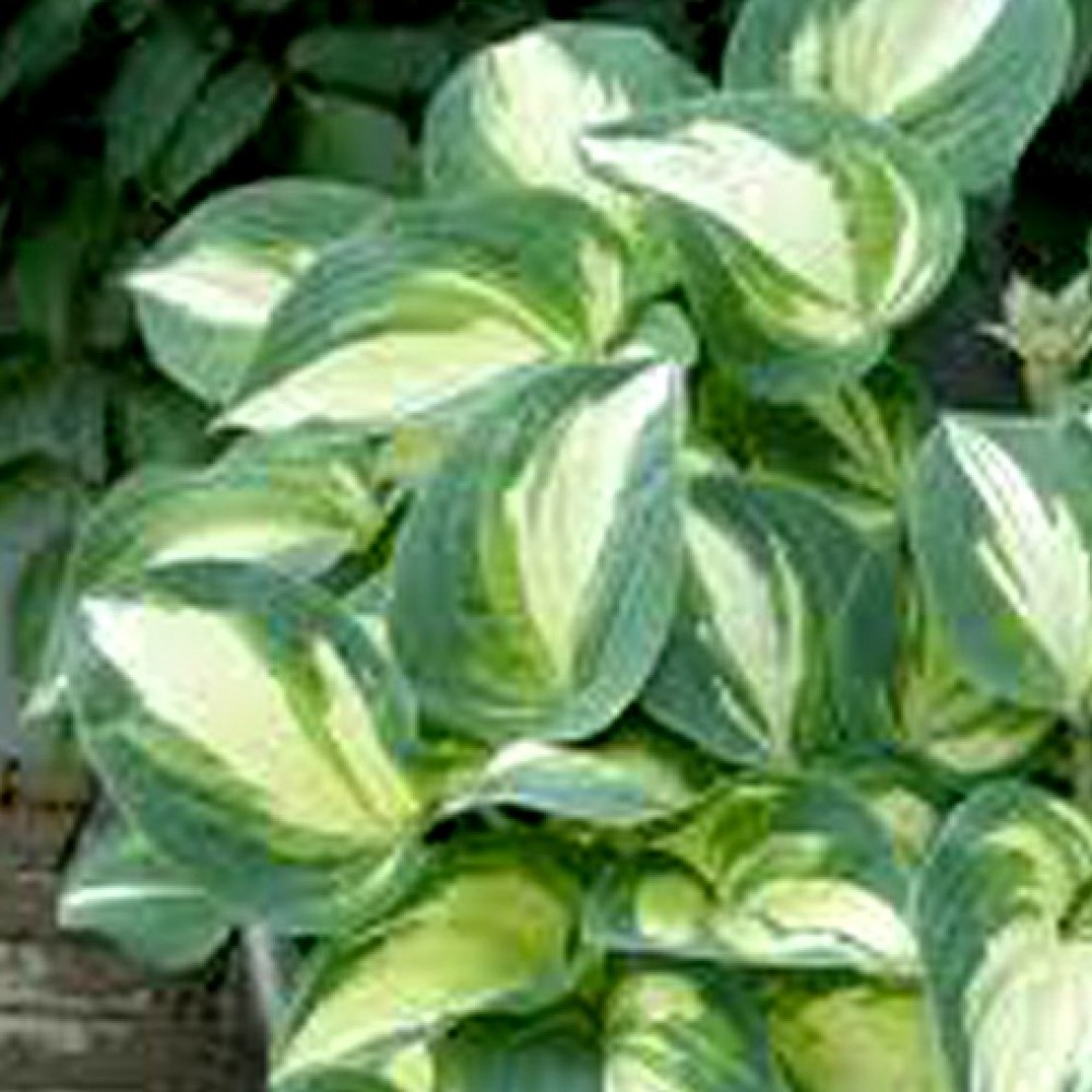 Hosta / Melsvė GHOSTMASTER