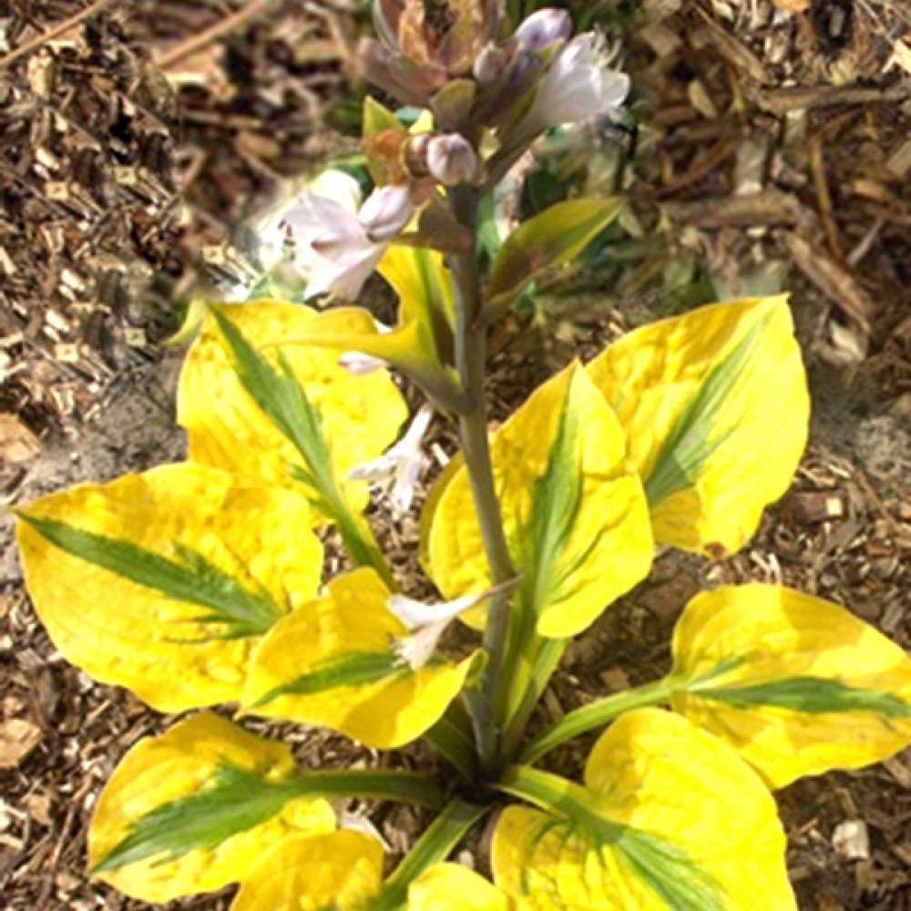 Hosta / Melsvė GLAD RAGS
