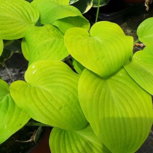 Hosta / Melsvė GOLDEN WAFFLES