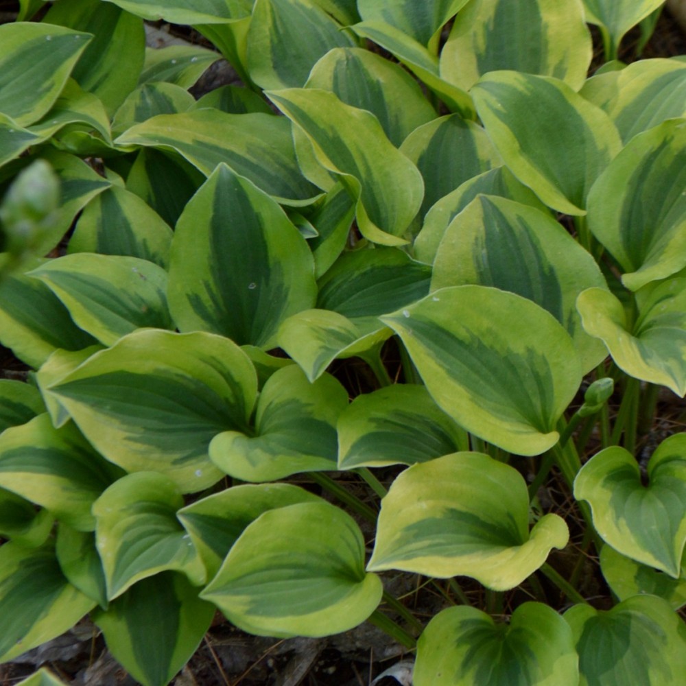 Hosta / Melsvė GRAND TIARA