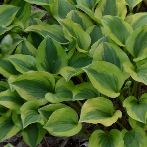 Hosta / Melsvė GRAND TIARA