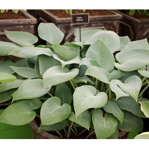 Hosta / Melsvė HALCYON