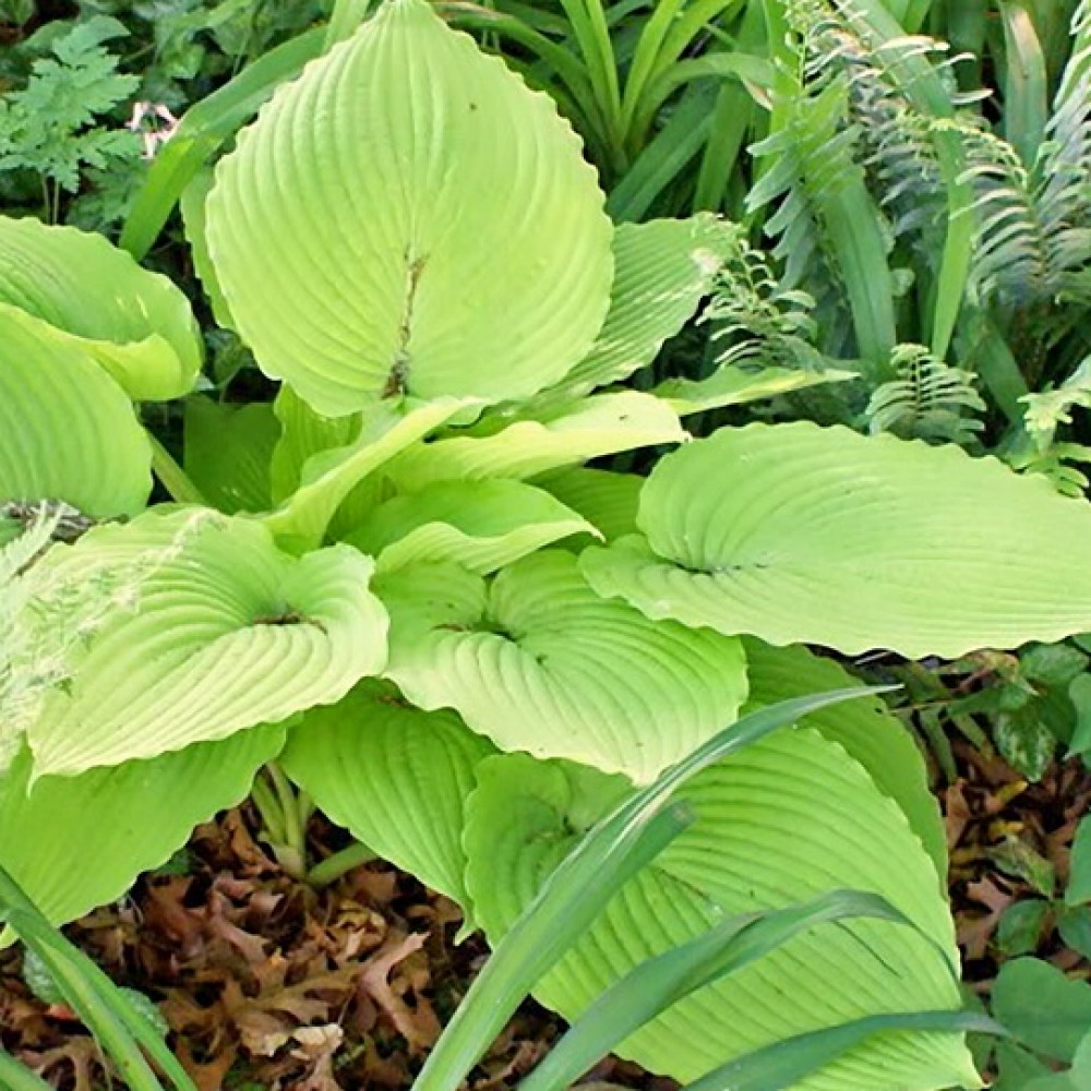 Hosta / Melsvė JIMMY CRACK CORN