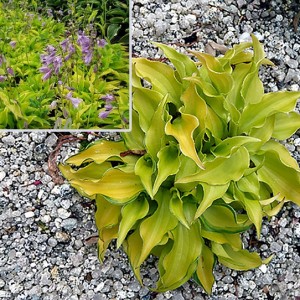 Hosta / Melsvė LEMONADE